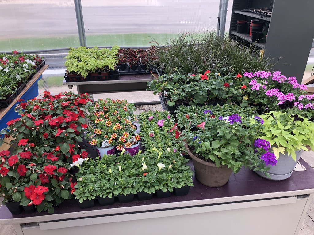Some of our plants!